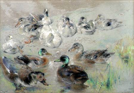 Study of Ducks von William Huggins
