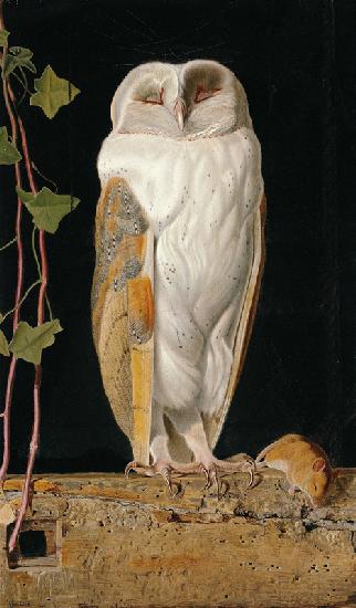 Die Schleiereule (The White Owl) 1856