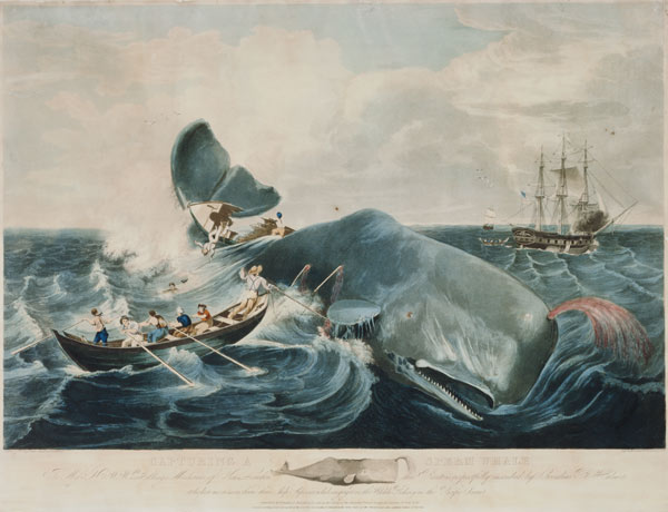 Capturing a Sperm Whale, engraved by J. Hill von William Page