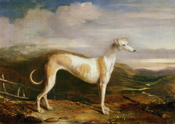 Greyhound von William u. Henry Barraud