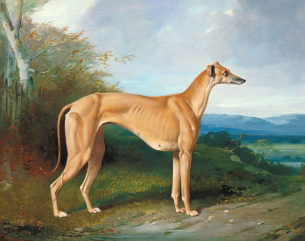 The Greyhound Bitch Lydia von William u. Henry Barraud
