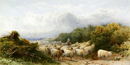 Sheep on the Downs von William W. Gosling