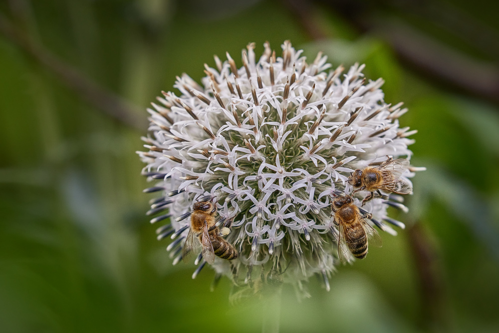 Vier Bienen von Wiolett