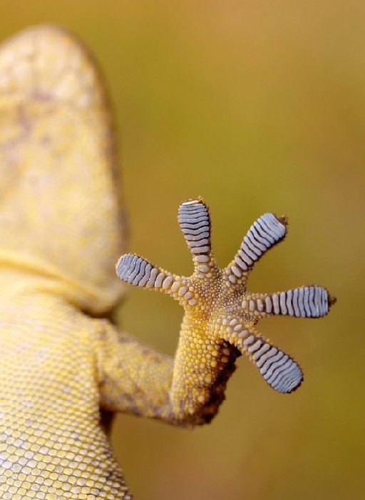 gecko von Wolfgang Simlinger