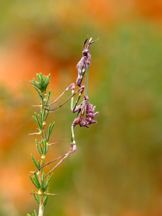 mantis von Wolfgang Simlinger