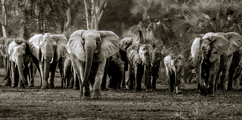 Elefantenherde,Gorongosa NP von Wyn Lewis-Bevan