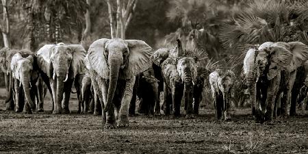 Elefantenherde,Gorongosa NP