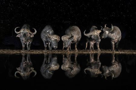 Büffel im Wasserloch bei Nacht