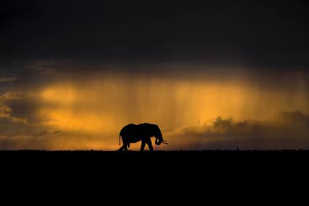 Elefant in einem Regensturm bei Sonnenuntergang