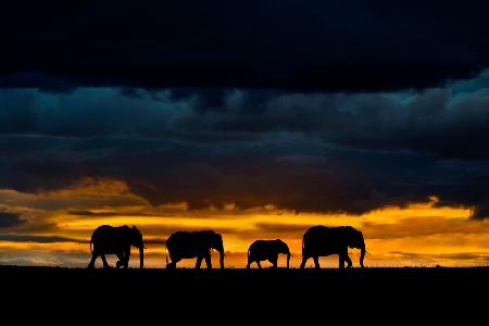 Elefanten in der Abenddämmerung