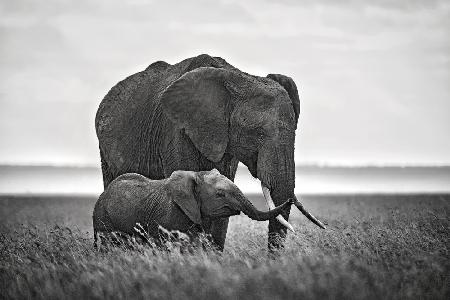 Elefantenmutter mit ihrem Kalb