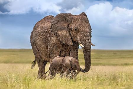Elefantenmutter mit ihrem Kalb