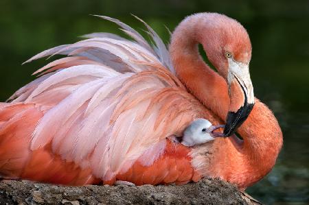 Flamingo-Mutter mit ihrem Küken