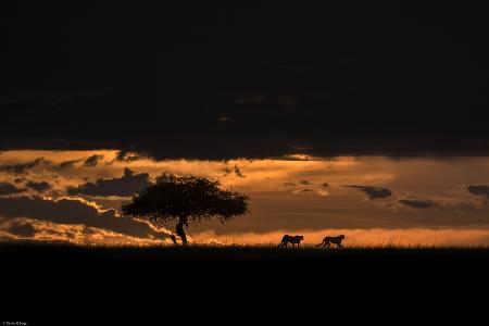 Geparden im Morgengrauen