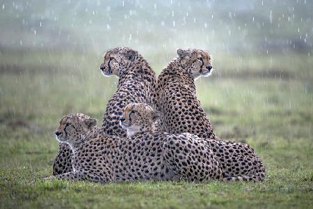 Geparden im Regen