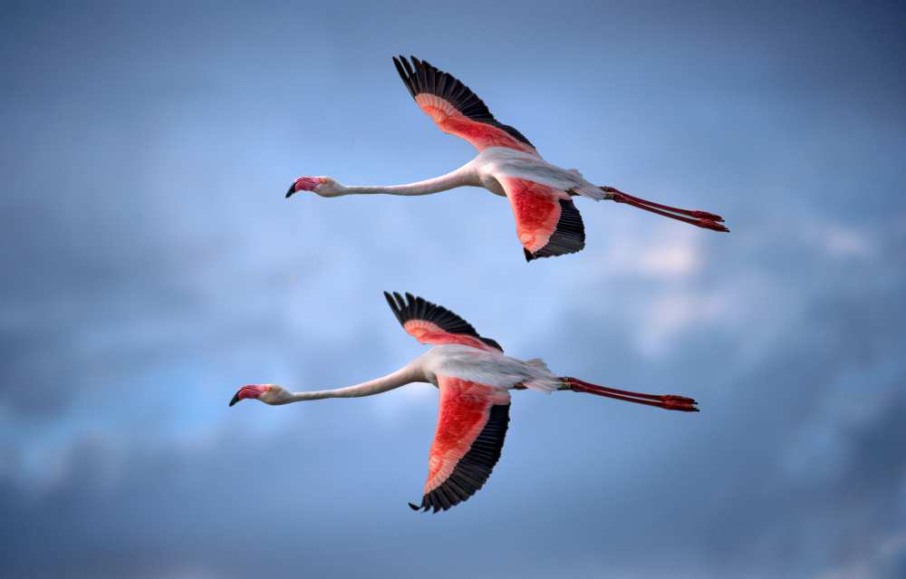 Greater Flamingos von Xavier Ortega
