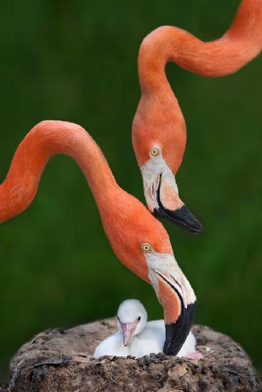 Karibische Flamingofamilie
