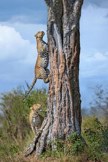 Leopard und ihr Sohn klettern auf einen Baum