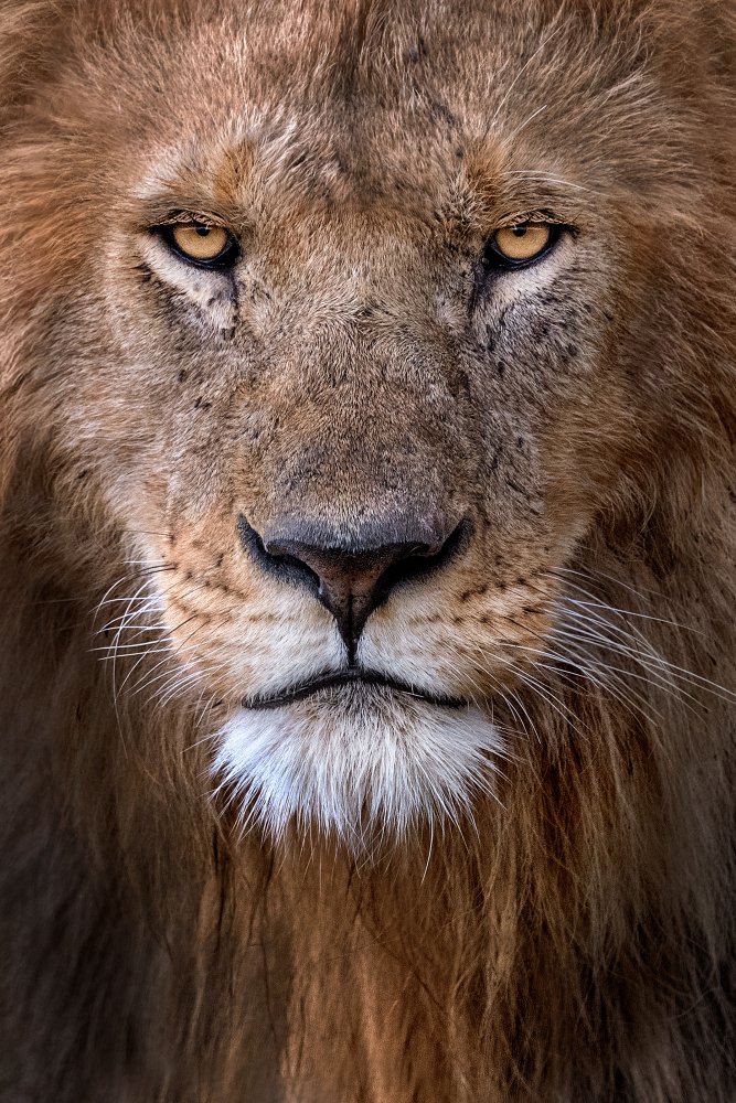Löwenporträt von Xavier Ortega