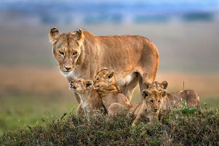 Mama Löwin mit ihren Jungen