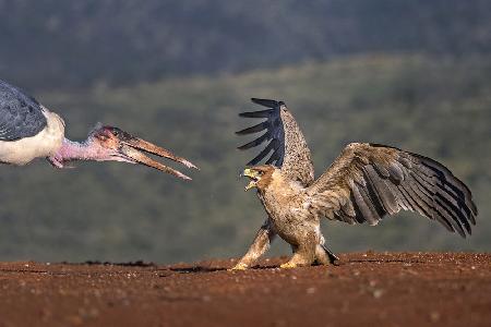 Marabou vs. Tawny Eagle