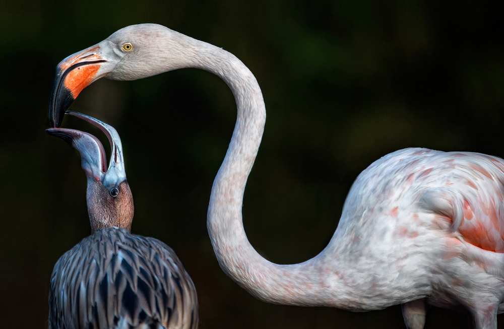 Mother flamingo with chick von Xavier Ortega