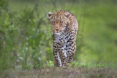 Patrouillierender Leopard