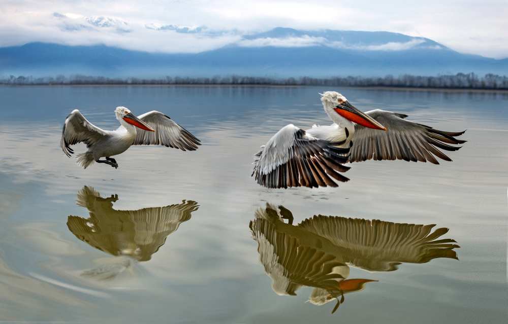 Pelicans flying von Xavier Ortega