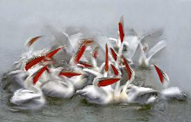Pelikane in Bewegung verschwimmen