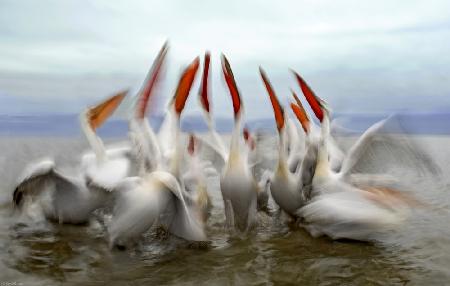 Pelikane in Zeitlupe
