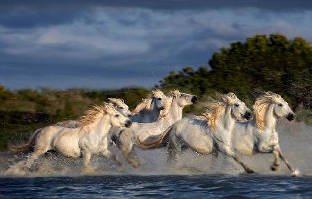 Pferde laufen durch den Sumpf