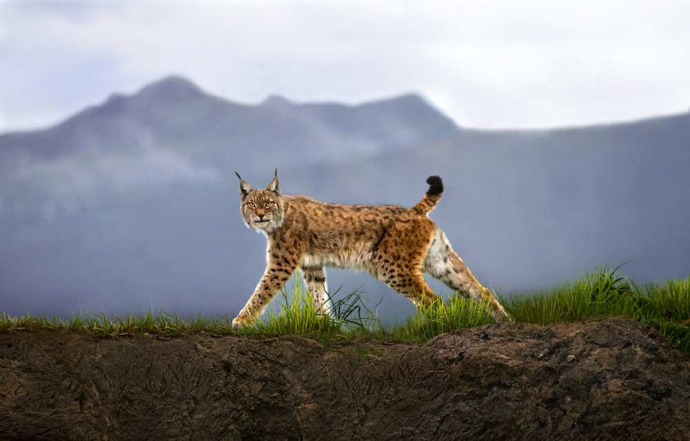 Walking Lynx von Xavier Ortega