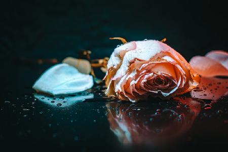 traurige Rose