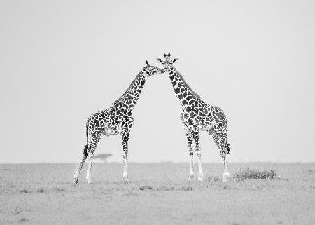Giraffenzuneigung