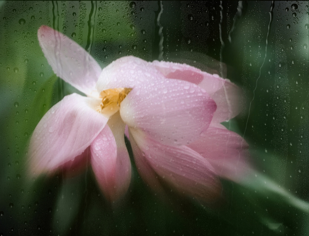 Lotus im Regen von YoungIl Kim