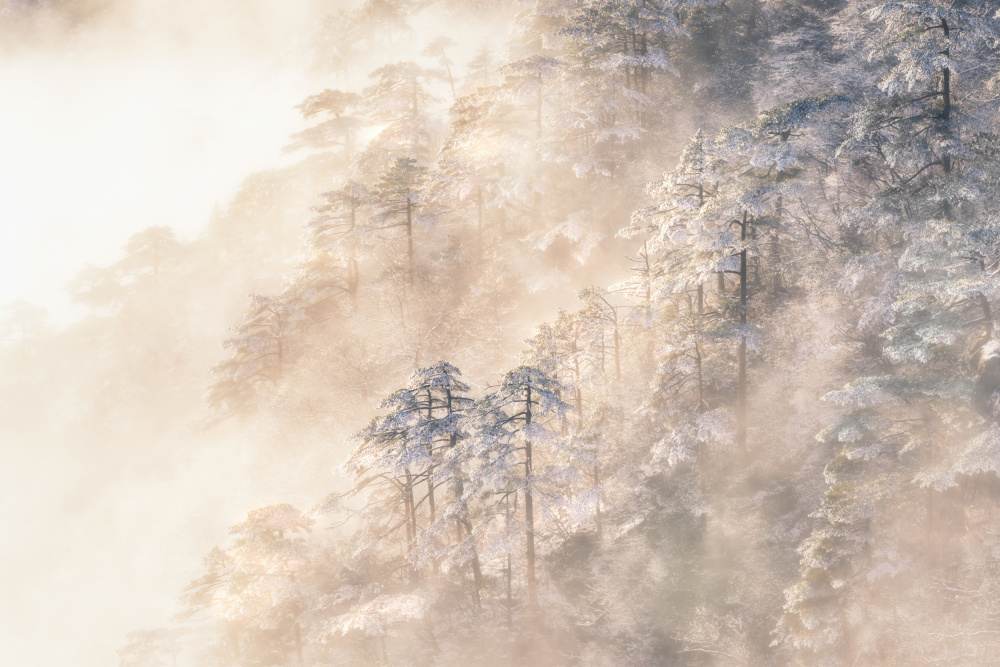 Pinus taiwanensis in den Wolken. von Yuan Cui