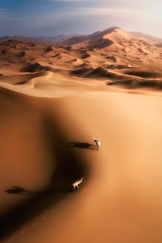 Wüstenkamel von Yuan Cui