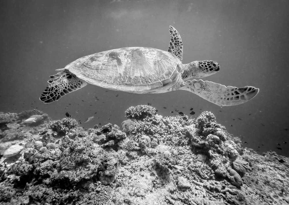 Sea Turtle at Sipadan von Yumian Deng