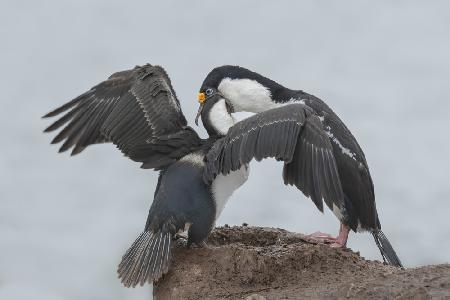 Antarktischer Blauaugenkormoran beim Füttern