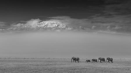 Elefantenfamilie unter dem Kilimandscharo