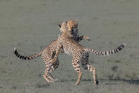Junge Geparden spielen