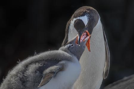 Pinguin-Mutter füttert häutendes Baby