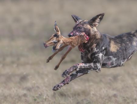 Wilder Hund zerreißt Impala-Baby