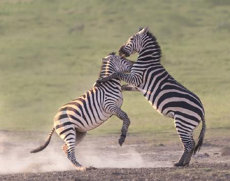 Zebras kämpfen