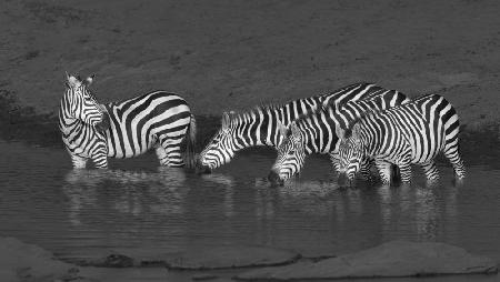 Zebras trinken
