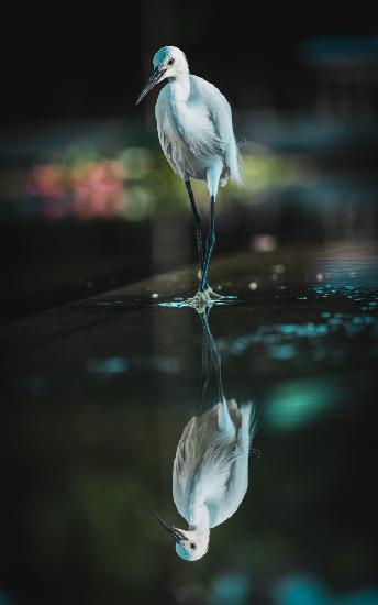 Ufervogel