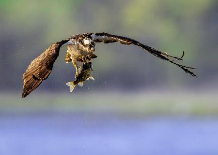 Der Fischadler mit seiner Beute